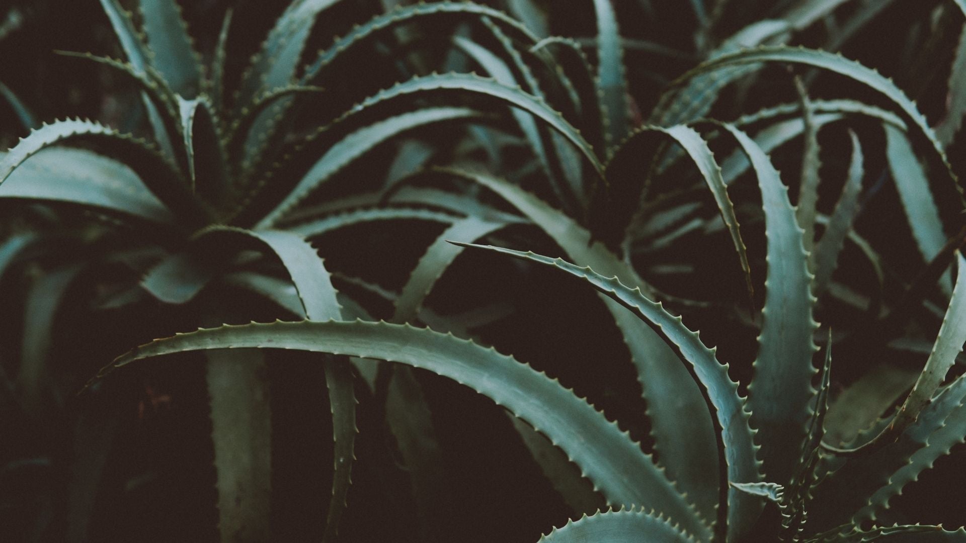 What are Extracts in Skin Care? - Dope Skin Co