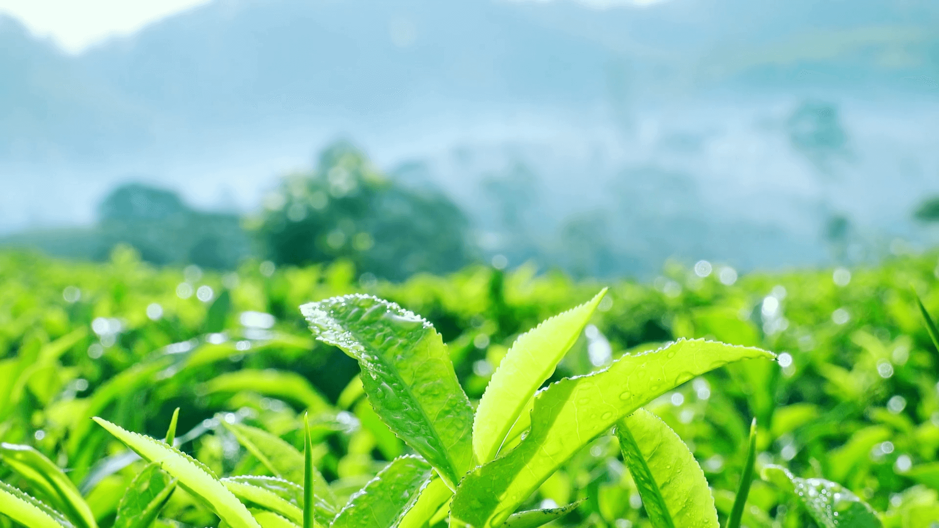 Green Tea Benefits for Skin: How Green Tea Extract Helps Your Skin